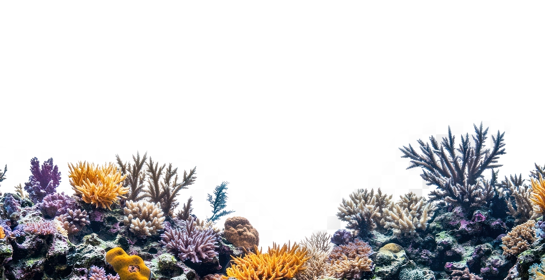 REEF SISAL DIVE CENTER LOWER