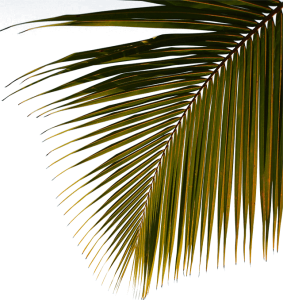 water-sport-template-coconut-tree-img-283 300.png